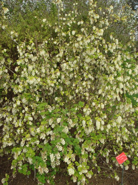 Ribes sanguineum 'Ice Circle' P20